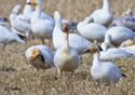 Chen caerulescens